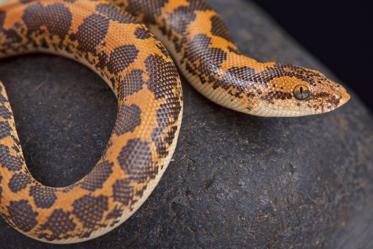 Kenyan sand boa