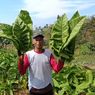 Harga Tembakau Anjlok Jadi Rp 3.500, Petani Lokal Magetan Merugi