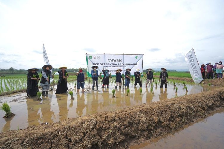 Gelaran Kick Off Sentra Padi DD Farm Subang, sebagai penguatan pemberdayaan Program Zakat Produktif Dompet Dhuafa, Rabu (26/1/2022).
