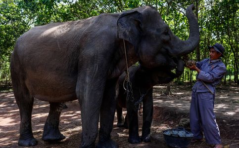 Animals Gone Wild: Elephant Handler in Indonesia’s Aceh Province Mauled By Wild Elephant