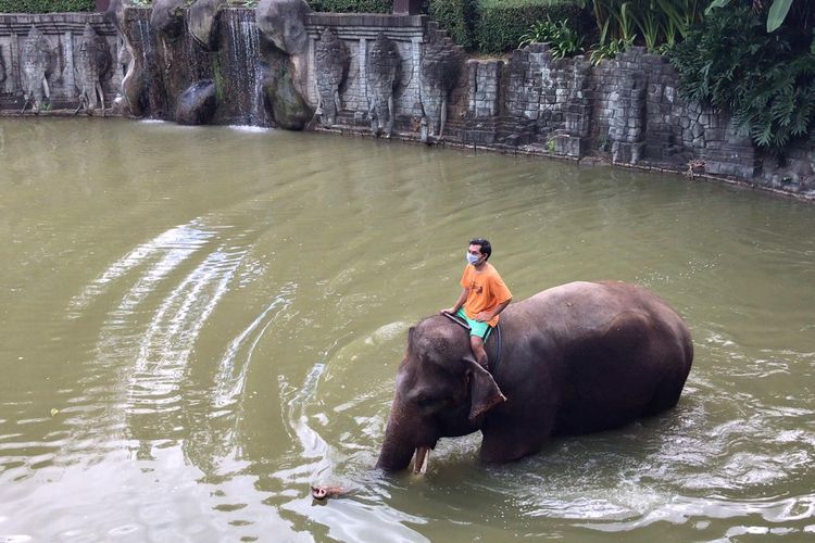 Gajah di sebuah lembaga konservasi di Bali