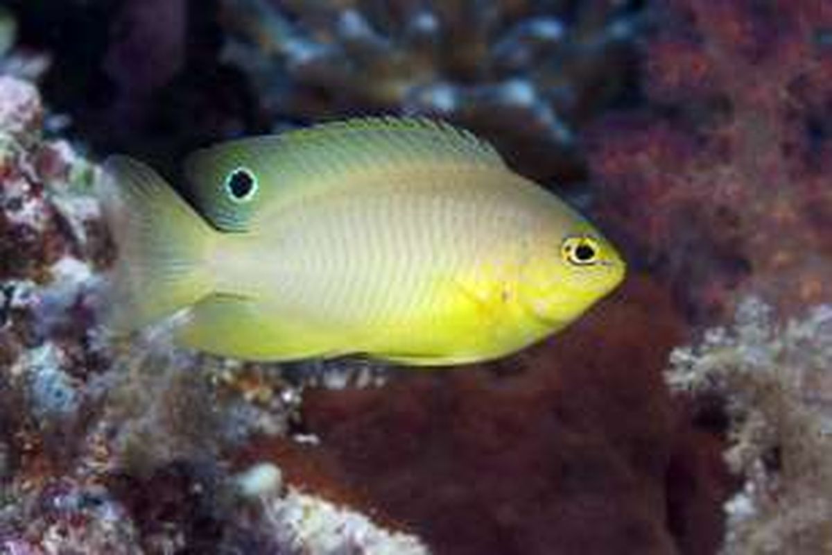 Ikan betok Ambon (Pomancentrus amboinesis)