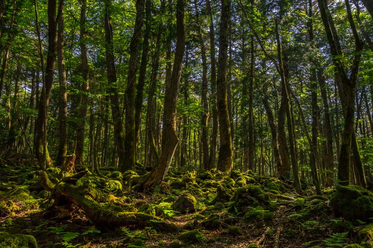 Hutan Aokigahara, Jepang, salah satu tempat paling seram di dunia.