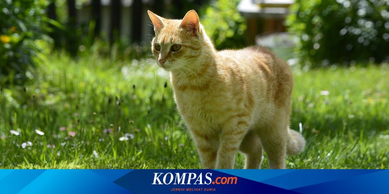Kucing Peliharaan Hilang Lakukan Hal 3 Ini Halaman All Kompas Com