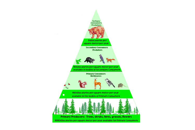 Ilustrasi piramida biomassa