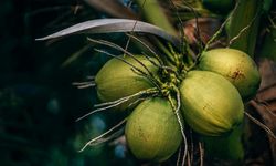 BRIN Kembangkan Teknologi Hijau Berbasis Komoditas Kelapa