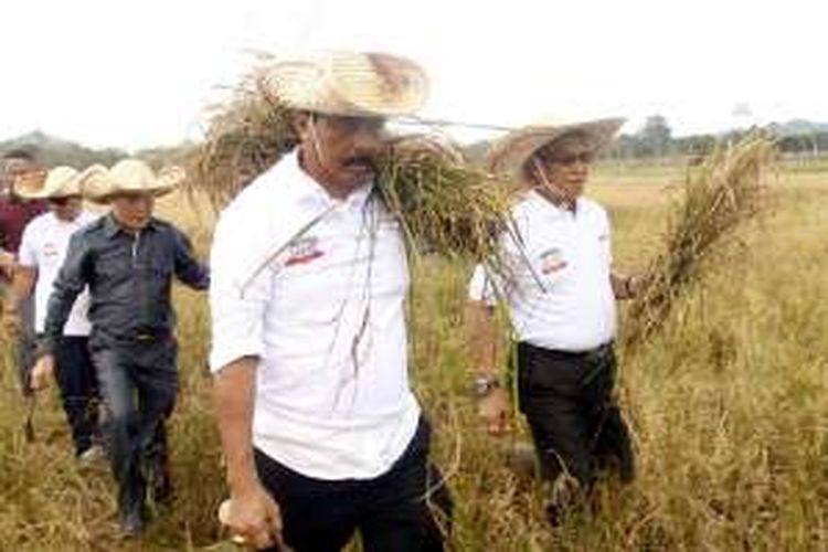 Panen Padi Lingga --- Gubernur Kepulauan Riau Nurdin Basirun (kedua dari kanan) dan Bupati Lingga Alias Wello (kanan) memanen padi untuk pertama kali di Lingga, Kepulauan Riau, Selasa (12/7). Selama berpuluh tahun, Lingga menggantungkan pasokan pangan dari daerah dan negara lain. Dengan panen dari sawah di Desa Sungai Besar itu, Lingga merintis jalan untuk swasembada dan menjadi lumbung beras untuk Kepri

Kompas/Kris Mada