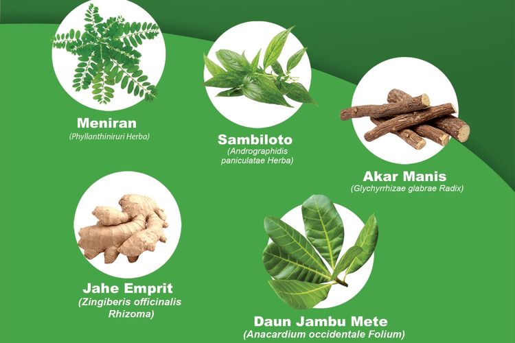 Tanaman herbal Indonesia yang bermanfaat bagi kesehatan tubuh.