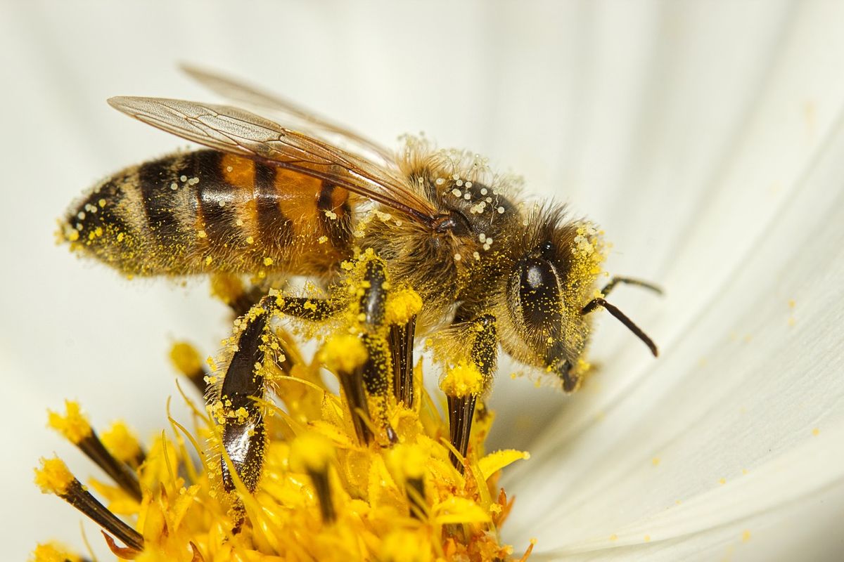 Lebah kerap membantu terjadinya penyerbukan silang dan penyerbukan bastar.