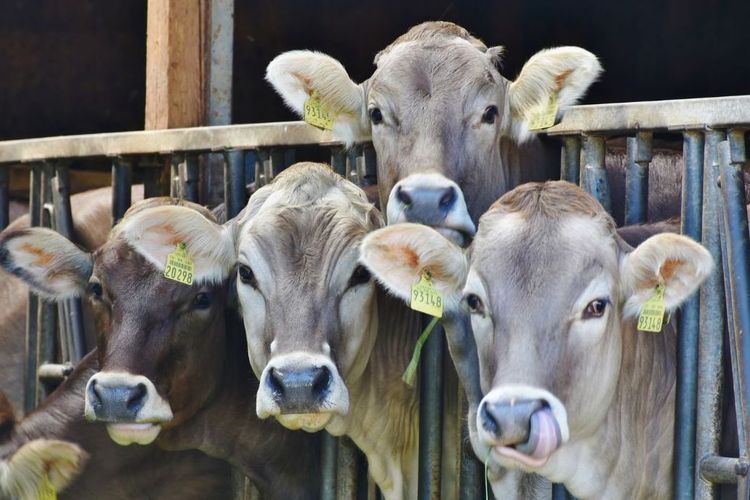 Ciri-ciri Penyakit Kuku dan Mulut (PMK) pada Sapi, Kambing, hingga Domba