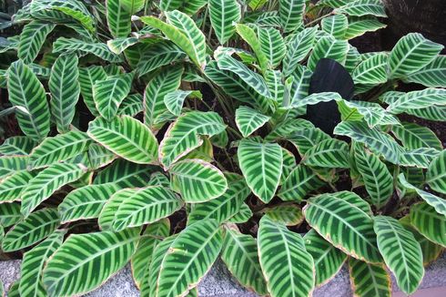 3 Masalah Umum yang Kerap Menyerang Tanaman Calathea