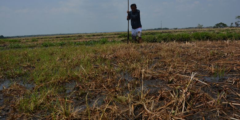 Fenomena Unik Tanah Di Jombang Bergoyang Saat Diinjak Halaman All Kompas Com