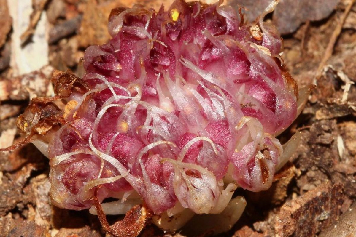 Penampakan anggrek bawah tanah (Rhizanthella speciosa). Anggrek langka ini sangat unik dan merupakan spesies tanaman yang terancam punah.