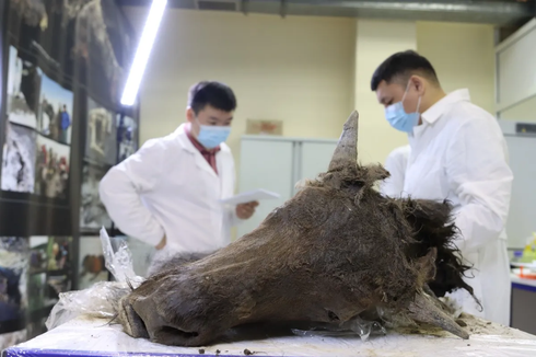 Ilmuwan Coba Hidupkan Lagi Bison Purba dari 8000 Tahun Lalu