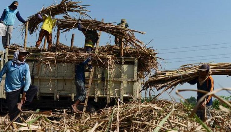 Menata Ulang Kemitraan Gula: Jalan Menuju Kemandirian