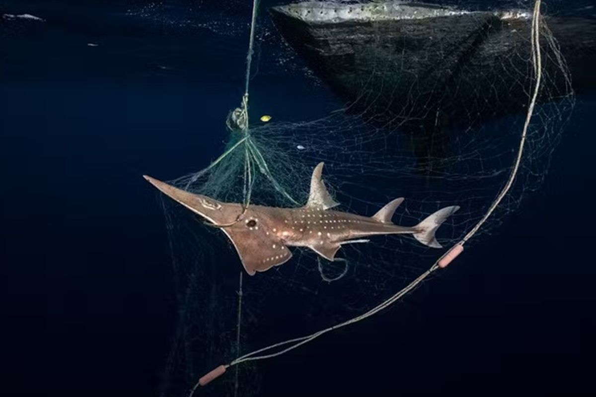 Seekor ikan baji yang terancam punah terjerat jaring.