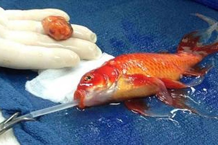 Dokter hewan di Australia berhasil menyingkirkan tumor dari kepala George si ikan mas.