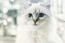 Choupette, Kucing Karl Lagerfeld yang Jadi Bintang Instagram