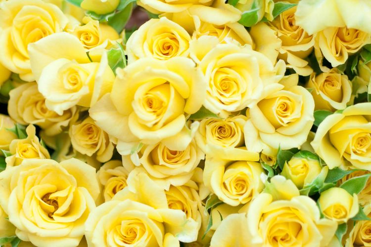 Full frame of yellow rose
