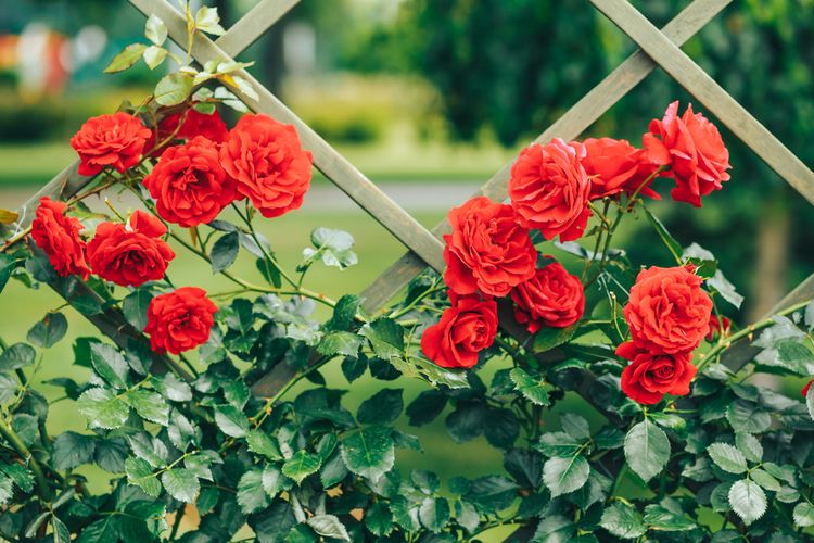 Ilustrasi bunga mawar panjat sebagai pagar rumah.