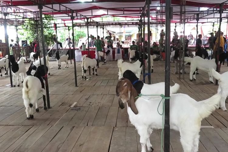 Kontes kambing Ras Kaligesing tingkat Nasional 2023 kembali digelar di Purworejo pada Minggu (5/3/2023) di Desa Wisata Pandanrejo Purworejo Jawa Tengah.