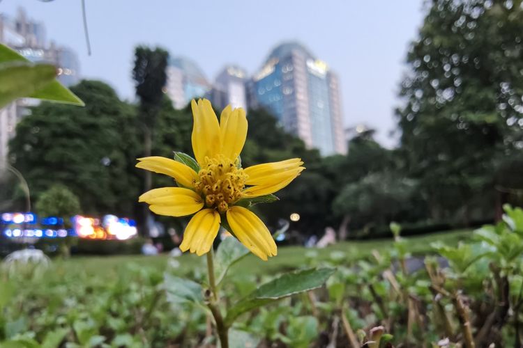 Hasil foto kamera Oppo Find X8 Pro.