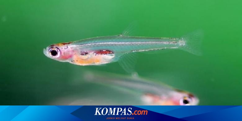 86+ Ikan Dokter Adalah Ikan Air Laut Asli Indonesia HD Terbaru