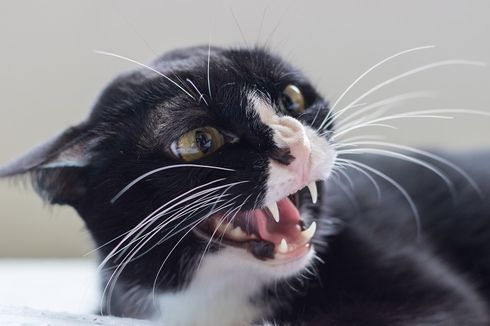 Mengapa Kucing Tidak Suka saat Perutnya Dielus atau Dipegang?