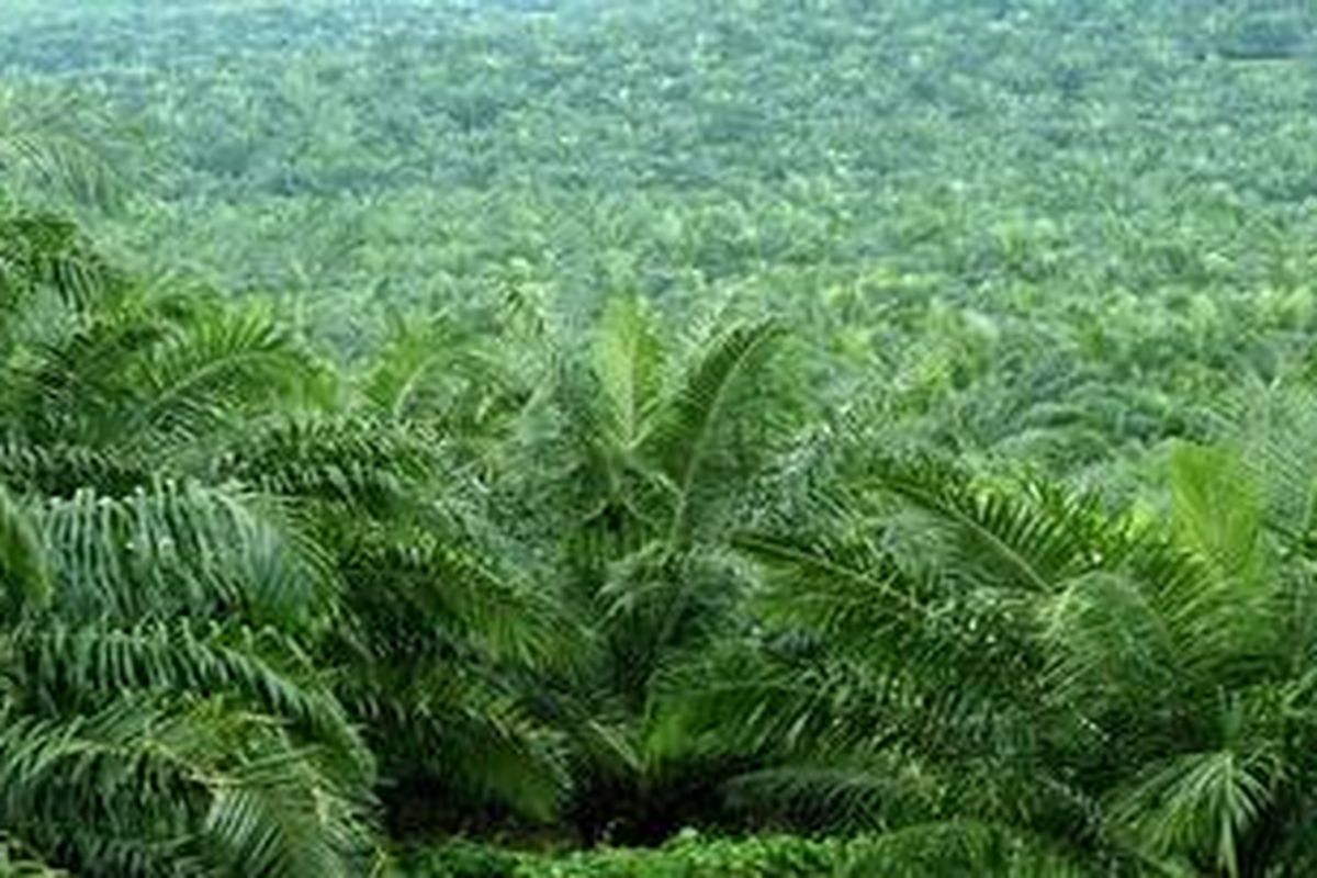 ILSUTRASI: Pekebunan Kelapa Sawit