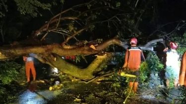 Hujan dan Angin Kencang Tumbangkan Pohon Raksasa di Nganjuk, Jalan Lengkong–Kertosono Sempat Lumpuh