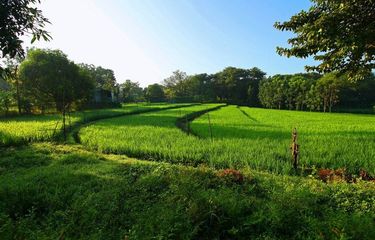 Sawah di Santa Maria, Bulacan, Filipina