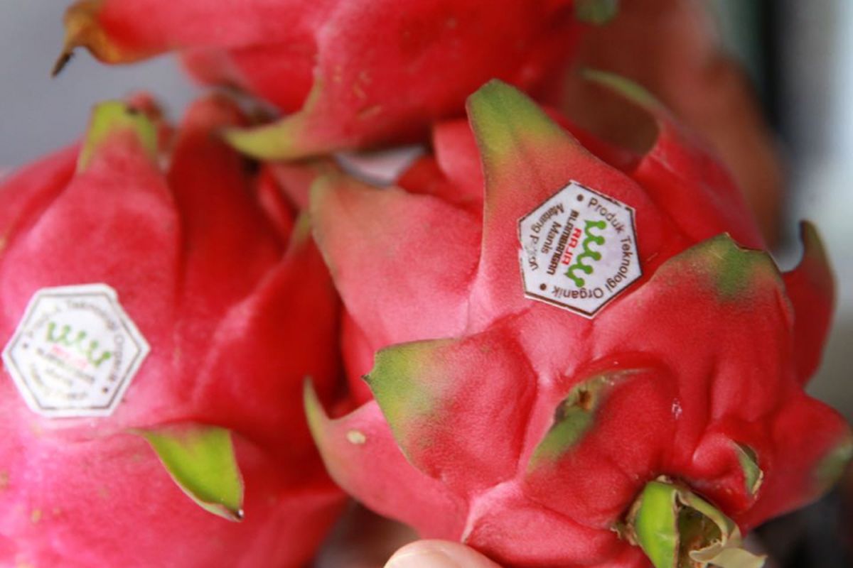 Buah naga organik di Desa Tegalsari, Kecamatan Sempu, Kabupaten Banyuwangi, Jawa Timur.