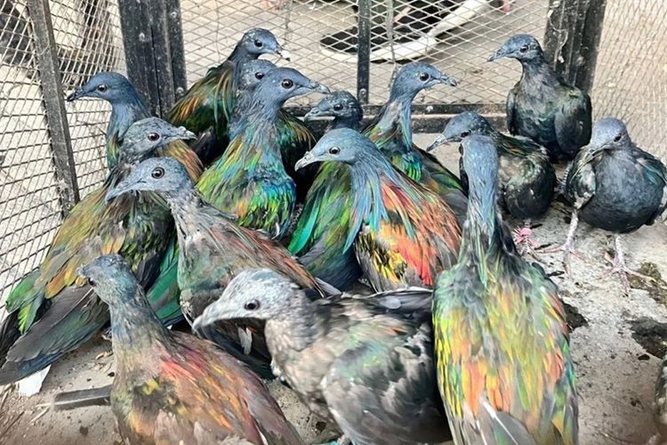 Beberapa ekor ekor burung junai emas (Caloenas nicobarica) yang dilindungi, diamankan jajaran Kemenhut dari perdagangan satwa liar di Kabupaten Gowa, Sulsel.