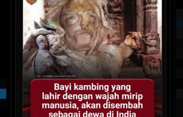 Viral, Penampakan Bayi Kambing di India Punya Wajah Mirip Manusia ...