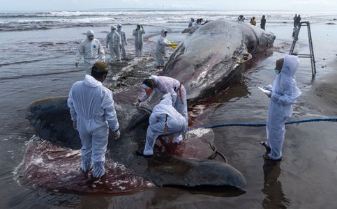 Third Massive Whale in a Month Beaches Itself, Dies in Bali