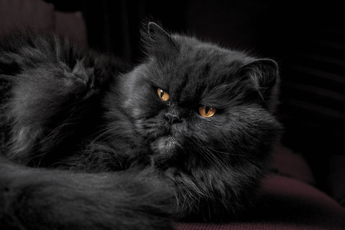 Kucing Persia (Unsplash/Stevan Ivanov)
