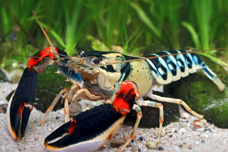 Profil Peneliti UGM yang Temukan 7 Spesies Baru Lobster Air Tawar di Papua Barat