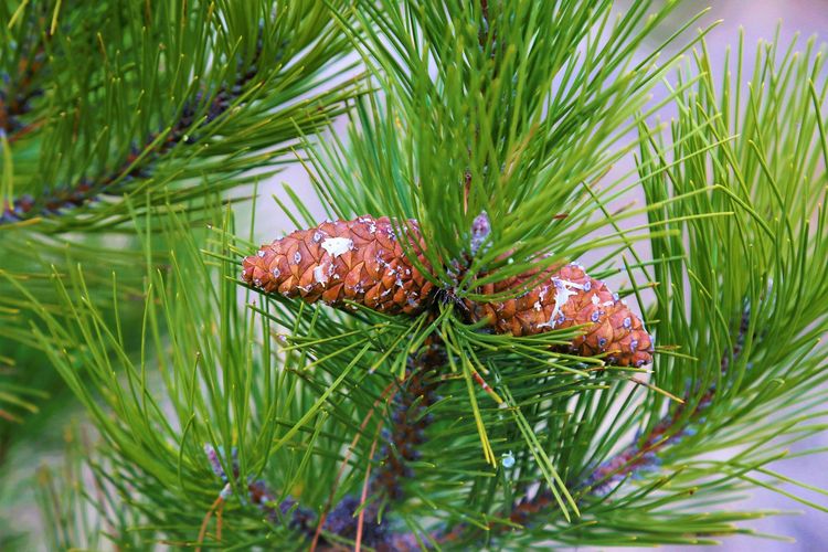 Pinus, salah satu tumbuhan berbiji terbuka