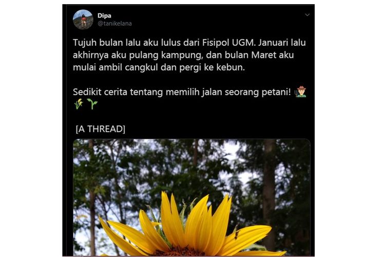 Tangkapan layar unggahan Twitter yang mengisahkan seorang alumni HI UGM memilih untuk menjadi petani