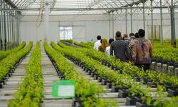 Jutaan Bibit Gratis dari Persemaian Mentawir Cukupi Reforestasi IKN