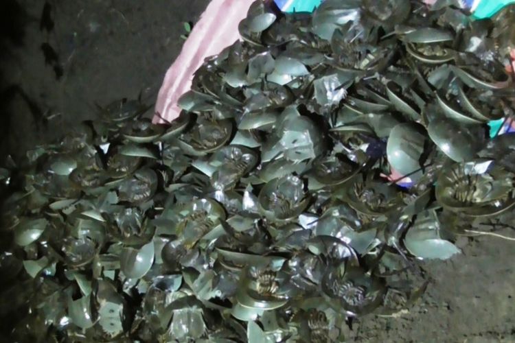 BBKSDA Sumut mengubur tujuh ribuan ekor belangkas yang gagal diselundupkan ke Thailand, Rabu (6/2/2019)
