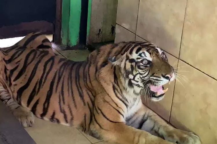 Harimau Uni Mati di Taman Rimbo Jambi, BKSDA Langsung Kuburkan untuk Cegah Perburuan Kulit