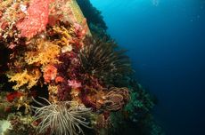 Desa Welora, Surga Bawah Laut di Ujung Maluku Barat Daya