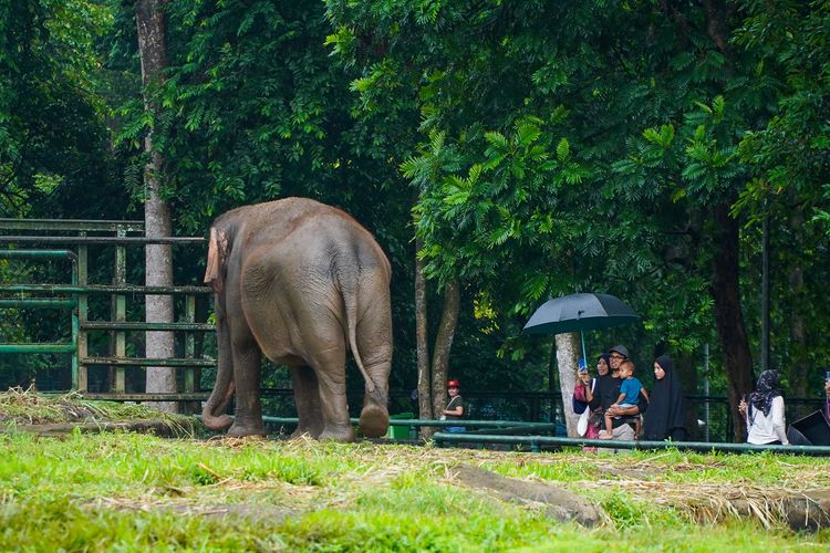 Pengunjung melihat gajah di Taman Margasatwa Ragunan, Jakarta, Sabtu (28/6/2025). Libur panjang akhir pekan dimanfaatkan warga Jakarta dan sekitarnya untuk berlibur bersama keluarga. Untuk masuk Taman Margasatwa Ragunan, pengunjung membayar tiket sebesar Rp 3.000 untuk anak-anak dan Rp 4.000 untuk dewasa.