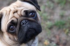 Ilmuwan Ungkap Mutasi di Balik Hidung Pesek Anjing Pug