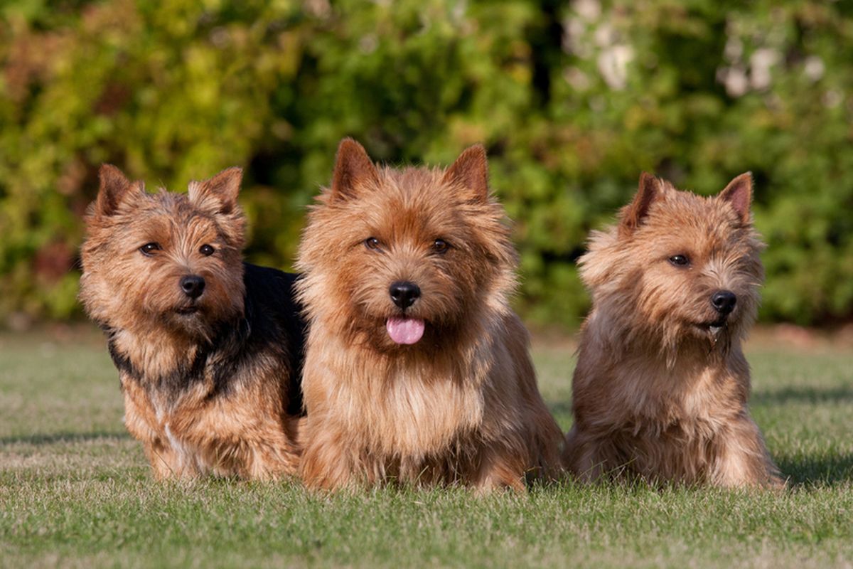 Ilustrasi ras anjing Norwich Terrier. 