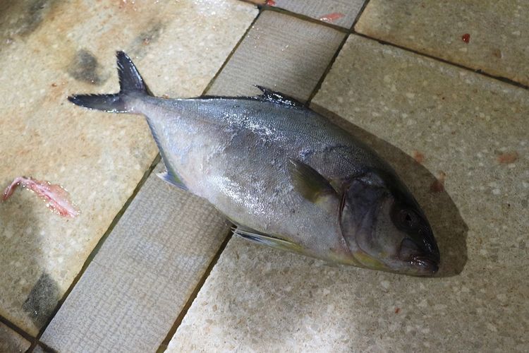 Ikan pecak kulit yang dijual di PIM Muara Baru, Jakarta Utara dihargai Rp 20.000 per kilogramnya.