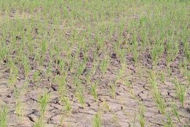 Beginilah kondisi sawah di Morotai, Maluku Utara. Meski dimusim namun sejumlah petani mengeluh karena sawahnya kekeringan. Ini karena sistem irigasi yang kurang baik. 