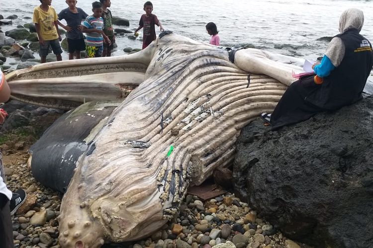 Bangkai paus sepanjang 8 meter terdampar di pantai Desa Liliboy, Kecamatan Leihitu Barat, Kabupaten Maluku Tengah, Jumat (30/8/2019).