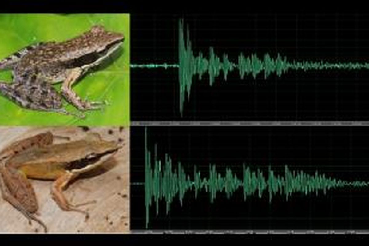 Katak enggano (atas) dan Bengkulu serta analisis 